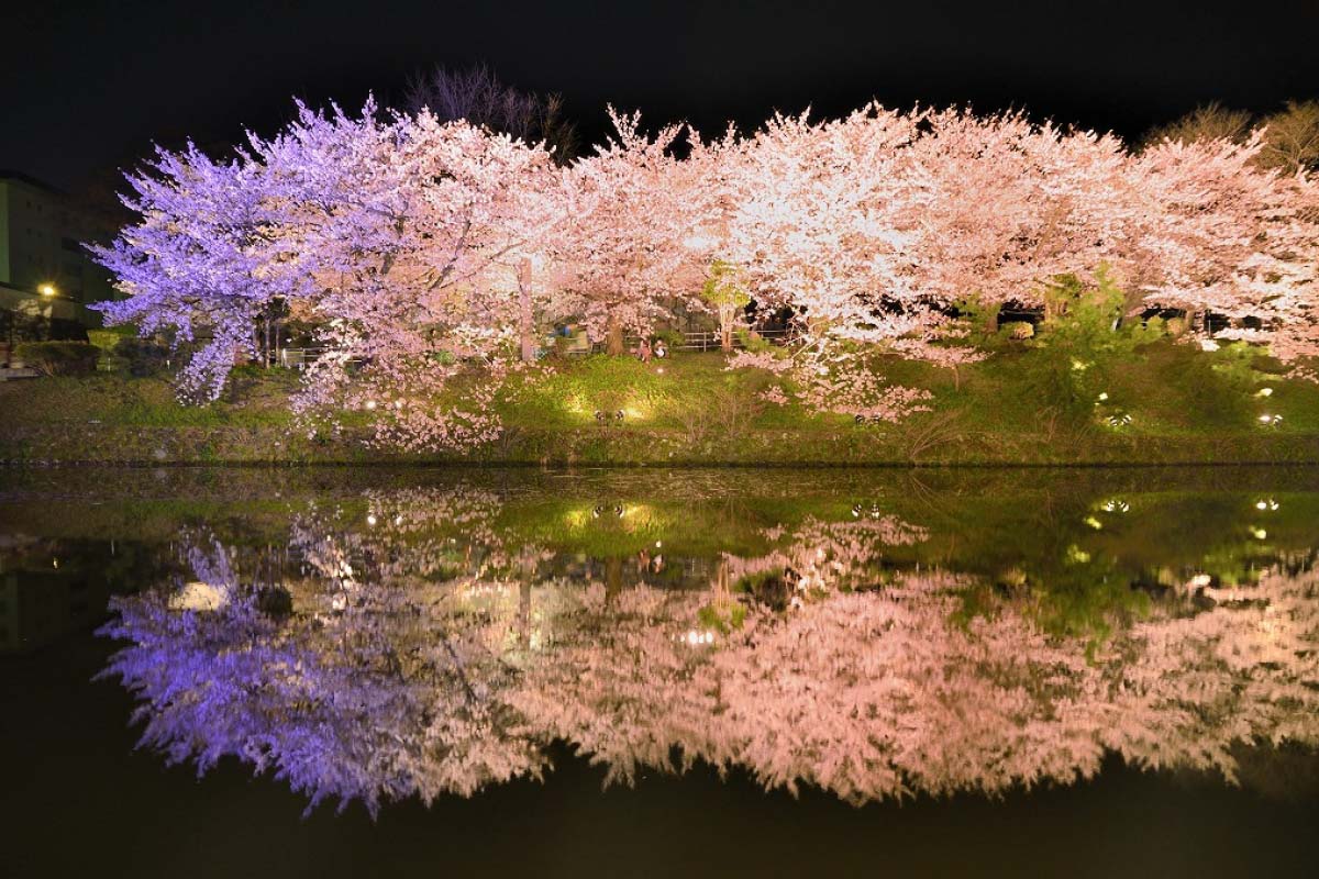 Menyelami Pesona Sakura: Rekomendasi Spot Terbaik untuk Menikmati Bunga Cherry Blossom di Jepang